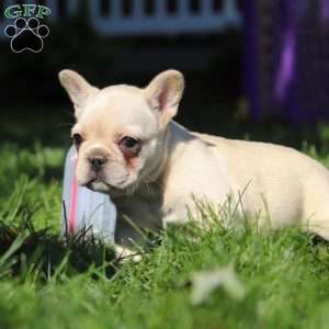 Charlotte, French Bulldog Puppy